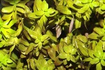 rotala rotundifolia rotala rotundifolia