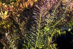 rotala rotundifolia indica rotala rotundifolia indica