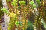 rotala rotundifolia indica rotala rotundifolia indica