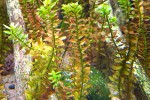 rotala rotundifolia indica