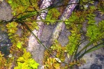rotala rotundifolia indica rotala rotundifolia indica
