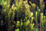 rotala rotundifolia indica