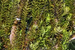 rotala rotundifolia indica rotala rotundifolia indica