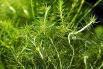 rotala sp nanjenshan rotala sp nanjenshan