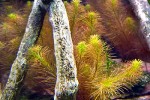 rotala wallichii