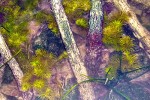 rotala wallichii rotala wallichii