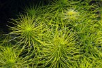 rotala wallichii rotala wallichii