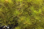 rotala wallichii