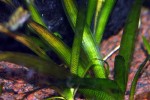 sagittaria platyphylla sagittaria platyphylla