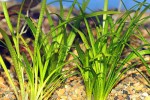 sagittaria subulata sagittaria subulata