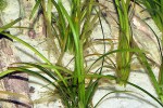 sagittaria subulata sagittaria subulata