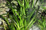 sagittaria subulata sagittaria subulata