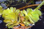 salvinia natans