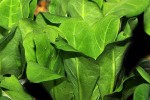 samolus parviflorus samolus parviflorus