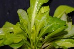 samolus valerandii samolus valerandii
