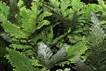 selaginella wildenowii