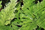 selaginella wildenowii selaginella wildenowii