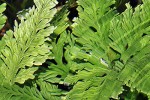 selaginella wildenowii