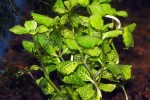 shinnersia rivularis weissgrun shinnersia rivularis weissgrun