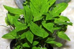 staurogyne repens staurogyne repens