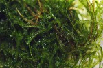 taxiphyllum barbieri spiky taxiphyllum barbieri spiky