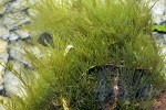 taxiphyllum sp flame taxiphyllum sp flame