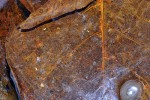 terminalia catappa terminalia catappa