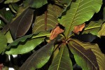 terminalia catappa terminalia catappa