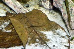 terminalia catappa terminalia catappa
