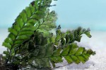 trichomanes javanicum trichomanes javanicum