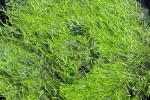 utricularia graminifolia utricularia graminifolia