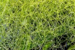 utricularia sp utricularia sp