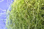 utricularia sp utricularia sp