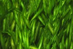 vallisneria australis natans vallisneria australis natans