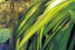 vallisneria gigantea vallisneria gigantea