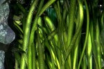 vallisneria gigantea vallisneria gigantea
