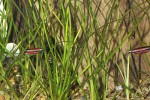 vallisneria nana vallisneria nana