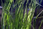 vallisneria nana vallisneria nana