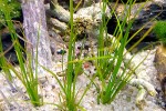 vallisneria nana vallisneria nana