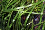 vallisneria natans vallisneria natans