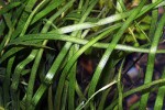 vallisneria natans