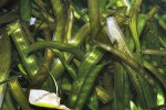 vallisneria rubra vallisneria rubra