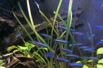 vallisneria spiralis vallisneria spiralis