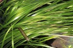 vallisneria spiralis vallisneria spiralis