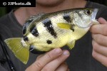 toxotes chatareus toxotes chatareus