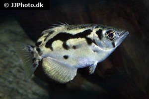 Archerfish