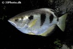 toxotes jaculatrix toxotes jaculatrix