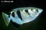 toxotes microlepis toxotes microlepis