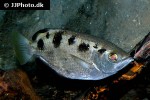 toxotes microlepis toxotes microlepis