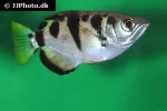 toxotes microlepis toxotes microlepis